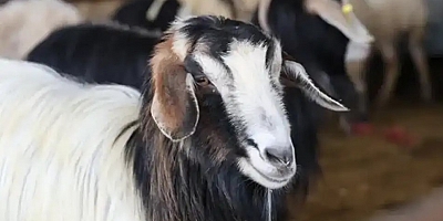 2026 yılı vekaletle kurban kesim bedelleri açıklandı