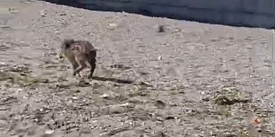 Aç kalan domuzlar Mudanya sahile indi!