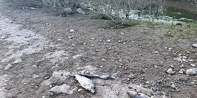 Ayvacık Barajı'nda toplu balık ölümleri korkutttu