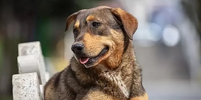 Bakan Çiftçi: Sokak hayvanlarının yüzde 75’i toplandı