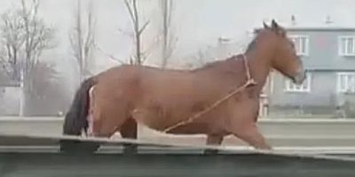 Başıboş atlar Bursa trafiğinin kabusu oldu!