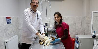 Bursa Büyükşehir tüm canlılara yardım elini uzatıyor