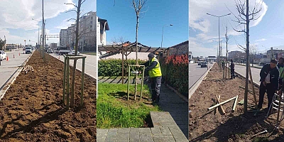Bursa’da 700. Yıla özel 700 çınar fidanı toprakla buluştu