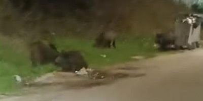 Bursa'da aç kalan domuz sürüsü şehre indi