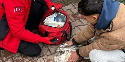  Bursa'da amatör balıkçılar martıyı böyle kurtardı