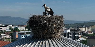 Bursa'da anne leylek yavrusu için bakın ne yaptı!