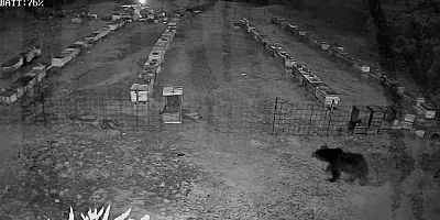 Bursa’da arı kovanlarına saldırı!