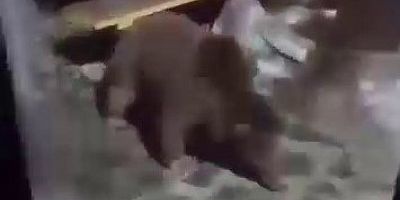 Bursa’da ayının ani refleksi paniğe neden oldu