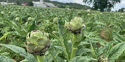 Bursa’da aylık 240 bin lira kazanıyor; İşte mesleği..