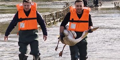 Bursa’da barajda mahsur kalan pelikan için seferber oldular!