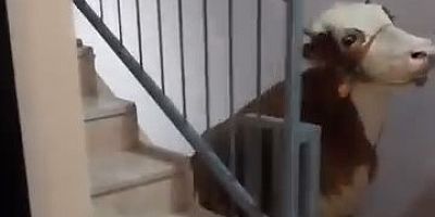 Bursa'da bir ilginç büyükbaş kurbanlık olayı daha!