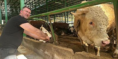 Bursa’da bu boğa 400 bin liraya satıldı!