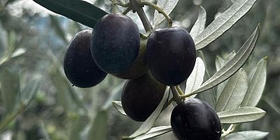 Bursa'da bu sezon bol zeytin bekleniyor