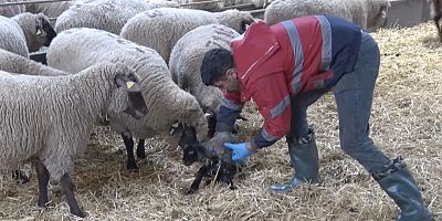 Bursa’da çiftlikte renkli ve bir o kadar şaşırtıcı görüntü!