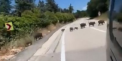 Bursa’da domuz sürücü şehre indi!