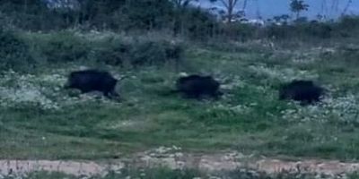 Bursa’da domuzlar merkeze kadar indi!