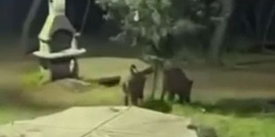 Bursa'da domuzlar piknik alanlarına indi