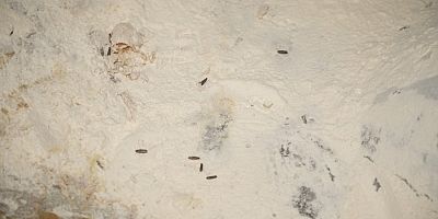 Bursa'da ekmek fabrikasından şok görüntüler!