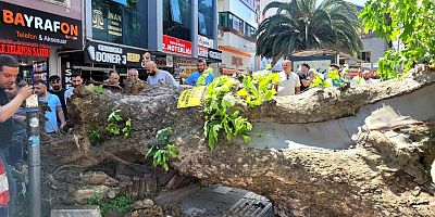 Bursa’da faciadan dönüldü! Asırlık çınar yola devrildi