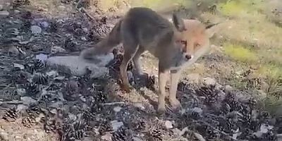 Bursa'da hayrete düşüren görüntü!