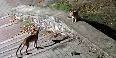 Bursa’da ilginç bir doğa olayı!