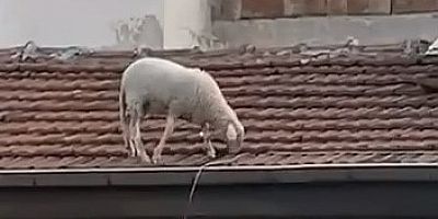 Bursa'da ilginç olay!