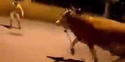Bursa'da kaçan dana korkuttu!
