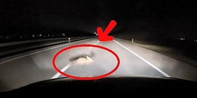 Bursa'da önüne bir anda tilki çıktı!