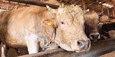 Bursa’da ‘Paşa’ ismi verilen boğa 500 bin lira