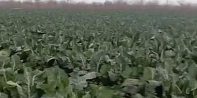 Bursa'da sağanak yağış tarımı vurdu