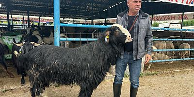 Bursa'da  şampiyon keçi 47 bin liradan satıldı