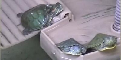 Bursa'da satışı yasak olan kaplumbağalar için operasyon!