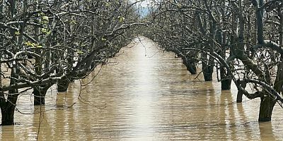 Bursa'da şeftali ve armut bahçeleri bu hale geldi!