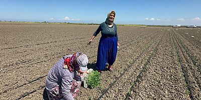 Bursa’da tarım işçisi yaşlı kadın bakın hangi şartlarda çalışıyor!