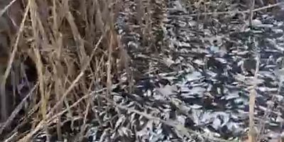 Bursa’da Uluabat Deresi’nde binlerce balık bulundu