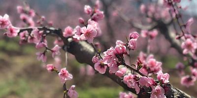 Bursa’da yangın bölgesinde pembe çiçekler açtı