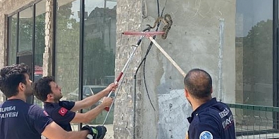 Bursa'da yılan paniğe neden oldu!