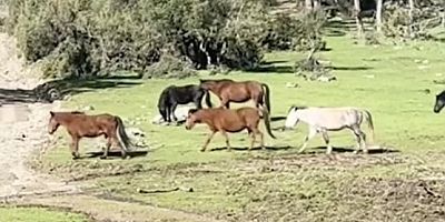 Bursa’da yılkı atlarının özgürlük gezisi