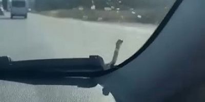 Bursa'da yolda ilerlerken karşısına bakın ne çıktı!