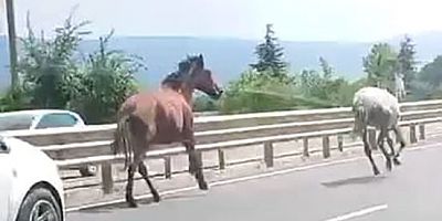 Bursa'da yollar hipodruma döndü;  Başıboş at kabusu...