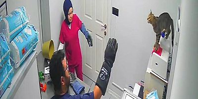 Bursa'daki bu kediyi Türkiye konuşuyor!