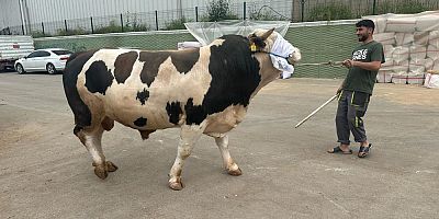 Bursa'daki kurbanlık pazarında hareketlilik