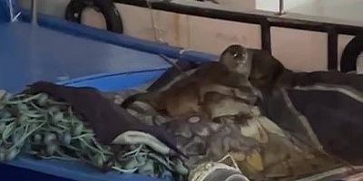 Bursa Gemlik’te nadir görülen an!