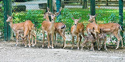 Bursa Hayvanat Bahçesi’nin sevimli yeni yavruları!