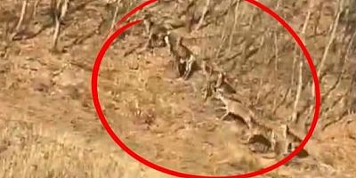 Bursa İnegöl’de heyecan yaratan görüntü!