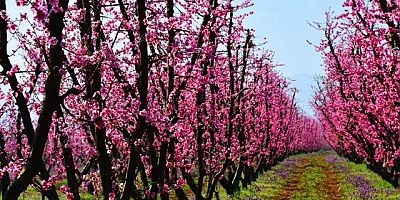 Bursa İznik'te her yer rengarenk