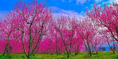 Bursa İznik'ten görsel bir şölen!