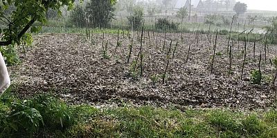 Bursa Keles’te tarım arazilerine şok; Dolu yağdı böyle oldu...
