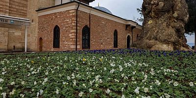 Bursa kış aylarında baharı yaşıyor!