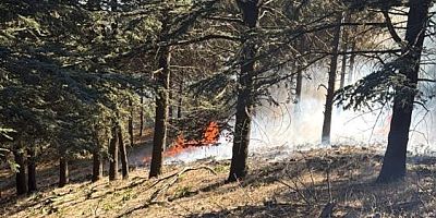Bursa Orhangazi’de orman yangın söndürüldü